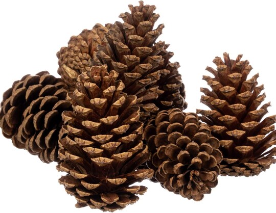Cinnamon Scented Pinecones 3 to 5 inches 8 Pieces Medium - Large Pine Cones for Crafts - Pine Cones - Pinecone Ornaments